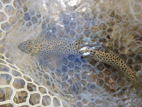 Black Hills Fishing Report - 10/1/2017