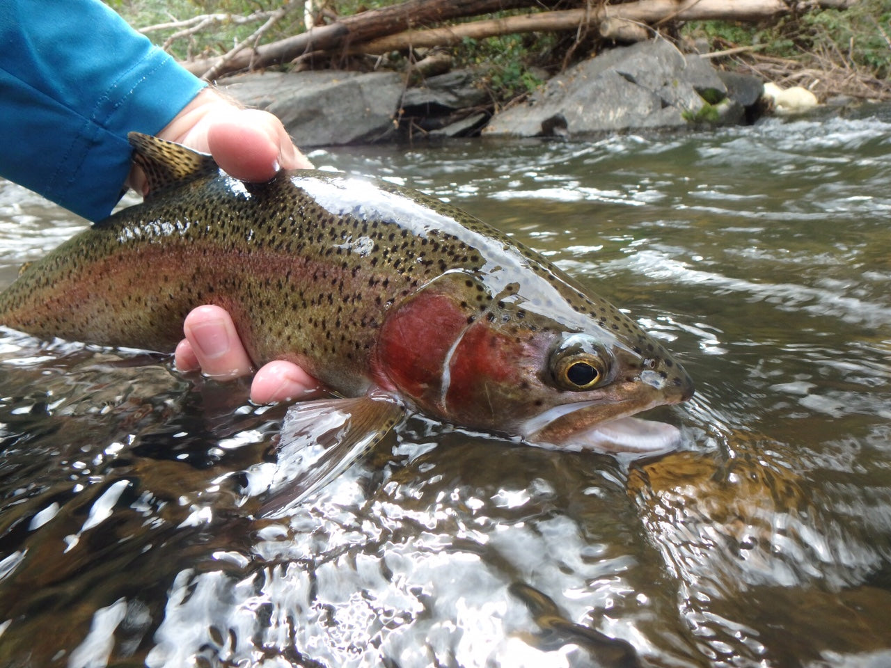 Black Hills Fly Fishing Report/Photo Update - 9/16/15 – Dakota Angler ...