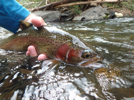 Black Hills Fly Fishing Report/Photo Update - 9/16/15