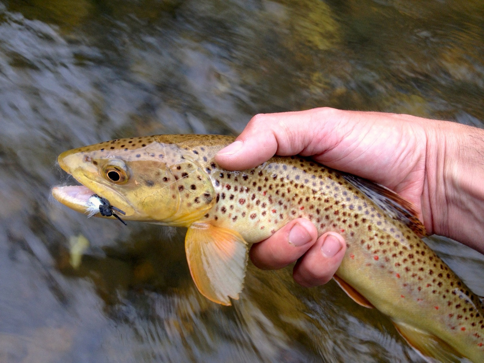 in town brown trout rapid creek