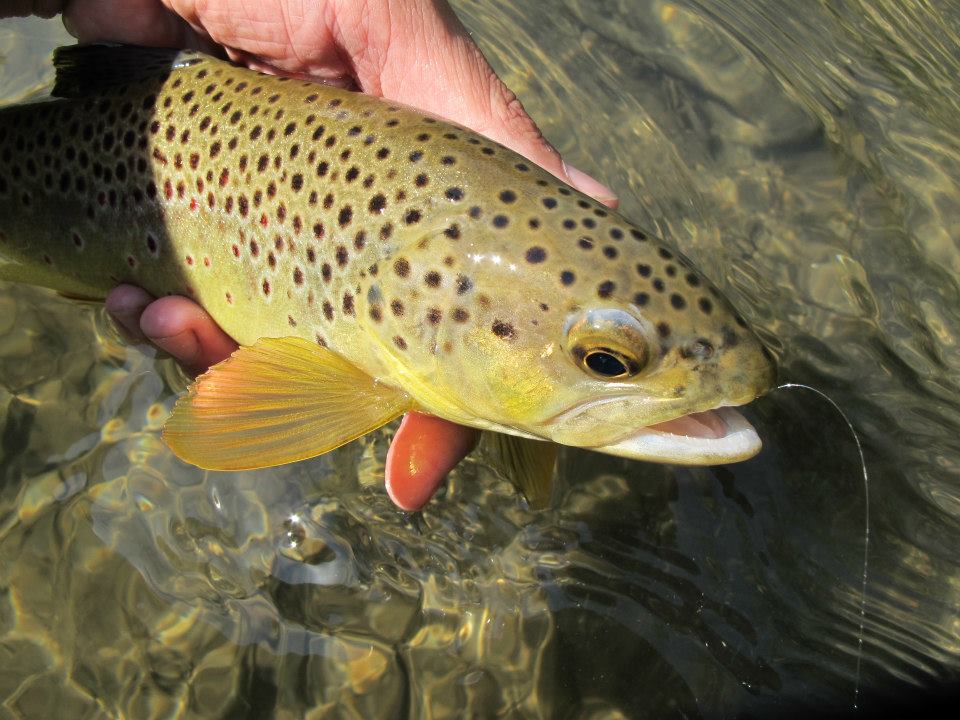 rapid creek brown trout black hills