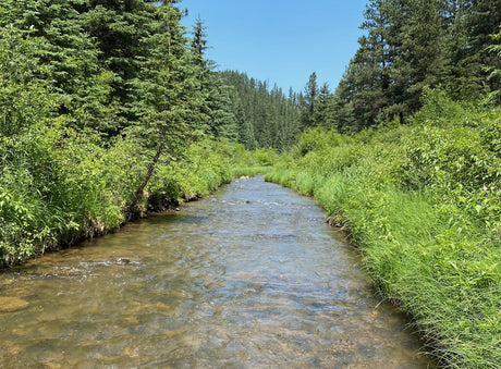 rapid creek summer 2021 fly fishing