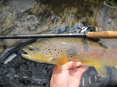 Rapid Creek Brown Trout Tenkara Black Hills