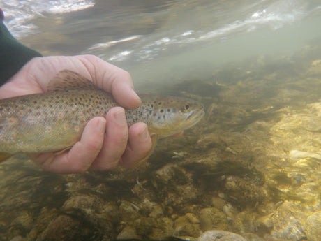 Spearfish Creek underwater release