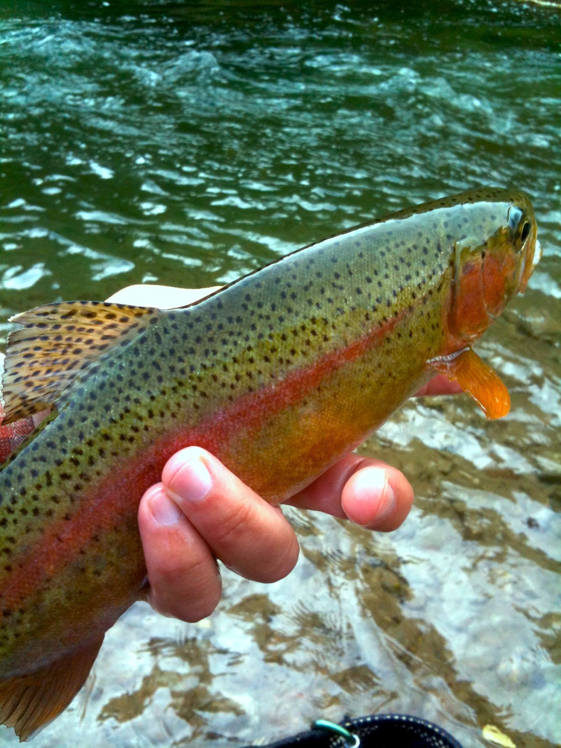 Black Hills Fishing Report October 23rd 2012