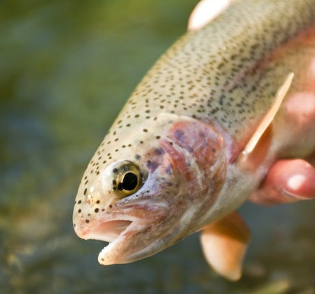 Spearfish Rainbow