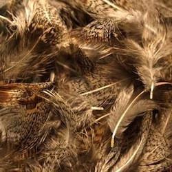 Partridge Feathers Fly Tying