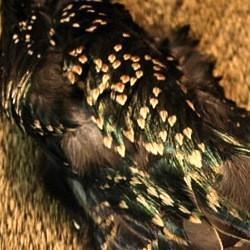 Misc. Feathers - Starling, Guinea, Emu