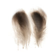 Aqua Flies Bronze Mallard Medium (5 Pair) Duck & Goose Feathers