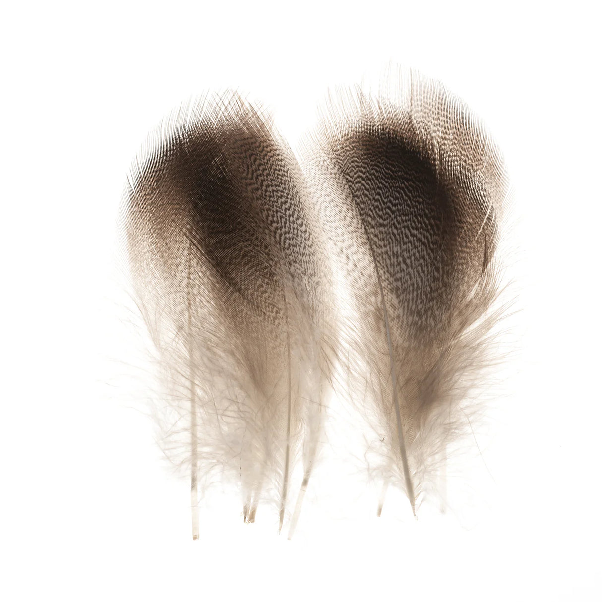 Aqua Flies Bronze Mallard Medium (5 Pair) Duck & Goose Feathers