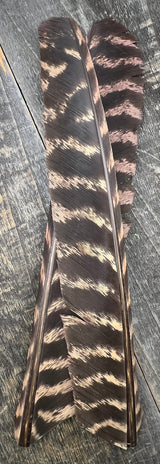 Barred Turkey Biot Quills