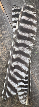 Barred Turkey Biot Quills Natural