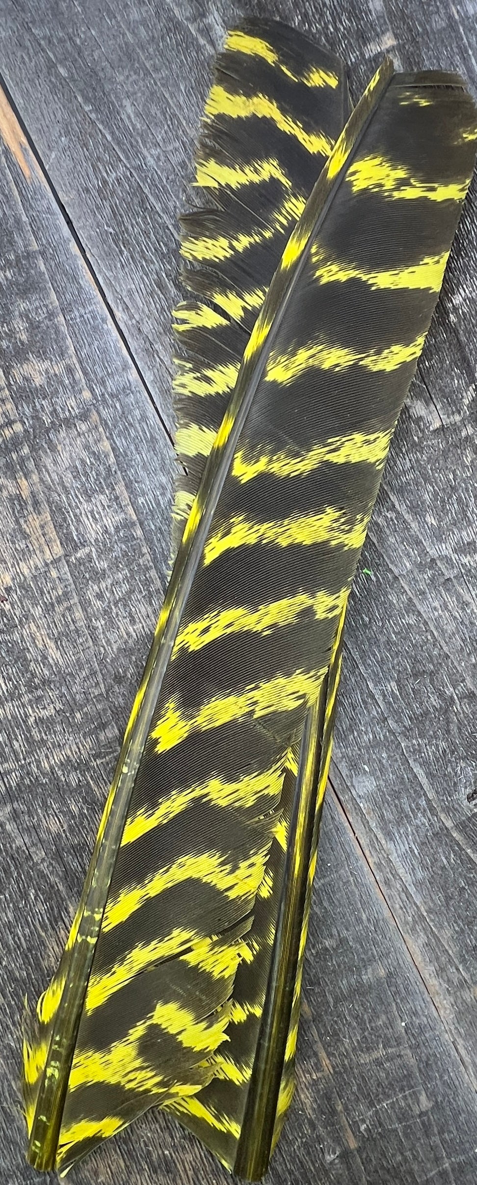 Barred Turkey Biot Quills Yellow