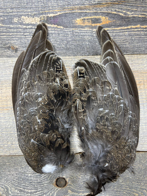 Blue Grouse Wing Pair Misc. Feathers