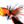 Boogle Bug BooglePopper Power Pumpkin / #4 Poppers & Divers