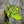 Cascade Crest Amherest Head Fl. Chartreuse Saddle Hackle, Hen Hackle, Asst. Feathers