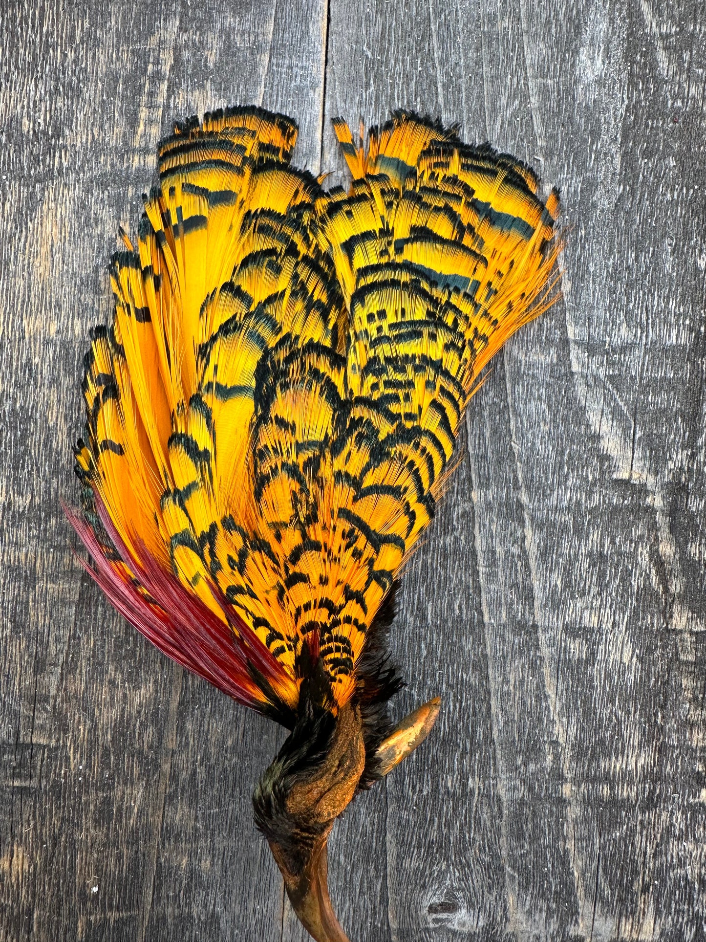 Cascade Crest Amherest Head Fl. Orange Saddle Hackle, Hen Hackle, Asst. Feathers