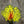 Cascade Crest Amherest Head Fl. Yellow Saddle Hackle, Hen Hackle, Asst. Feathers