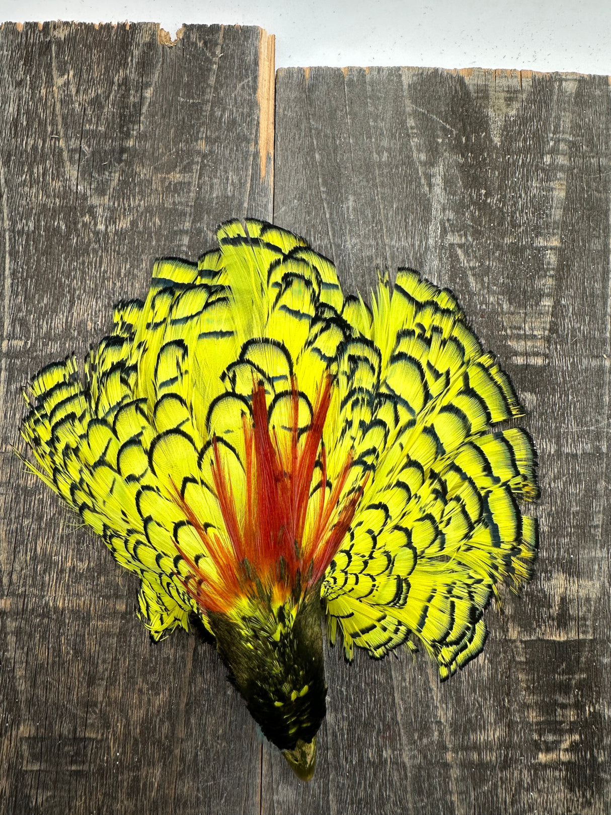 Cascade Crest Amherest Head Fl. Yellow Saddle Hackle, Hen Hackle, Asst. Feathers