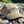 CF Burkheimer Relaxed Twill Hat Antique Gold Hats, Gloves, Socks, Belts