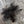 Duck CDC Natural 1/4 Ounce Pack Dyed Black Saddle Hackle, Hen Hackle, Asst. Feathers