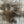 Duck CDC Natural TG Dark Dun Saddle Hackle, Hen Hackle, Asst. Feathers