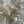 Duck CDC Natural TG Medium Dun Saddle Hackle, Hen Hackle, Asst. Feathers