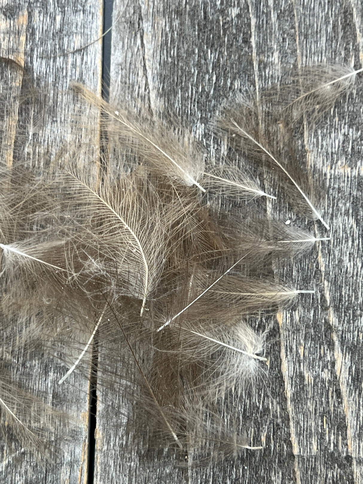 Duck CDC Natural TG Medium Dun Saddle Hackle, Hen Hackle, Asst. Feathers