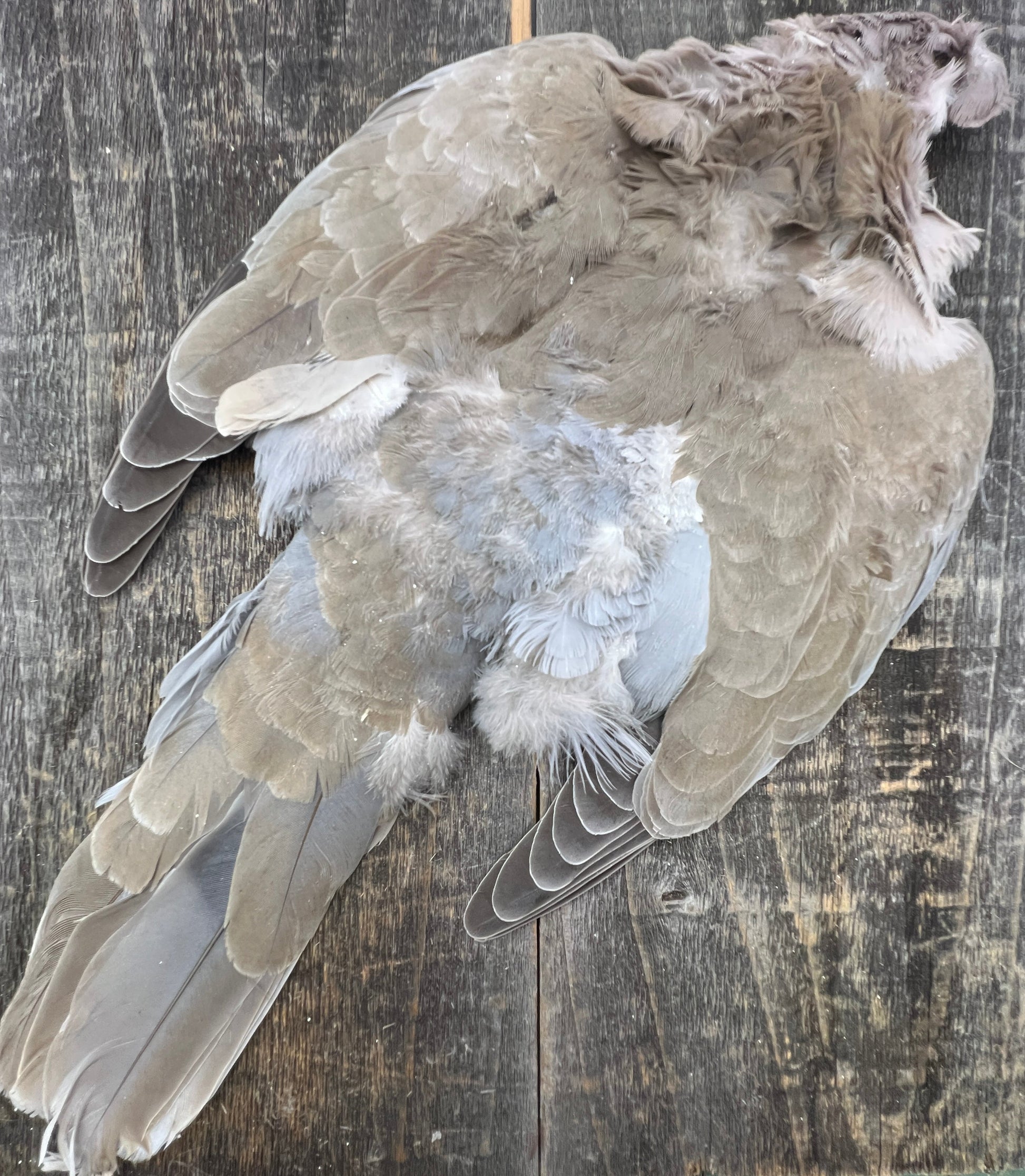 Eurasian Collared Dove Skin Saddle Hackle, Hen Hackle, Asst. Feathers