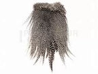Ewing Grizzly Rooster Whole Saddles Saddle Hackle, Hen Hackle, Asst. Feathers
