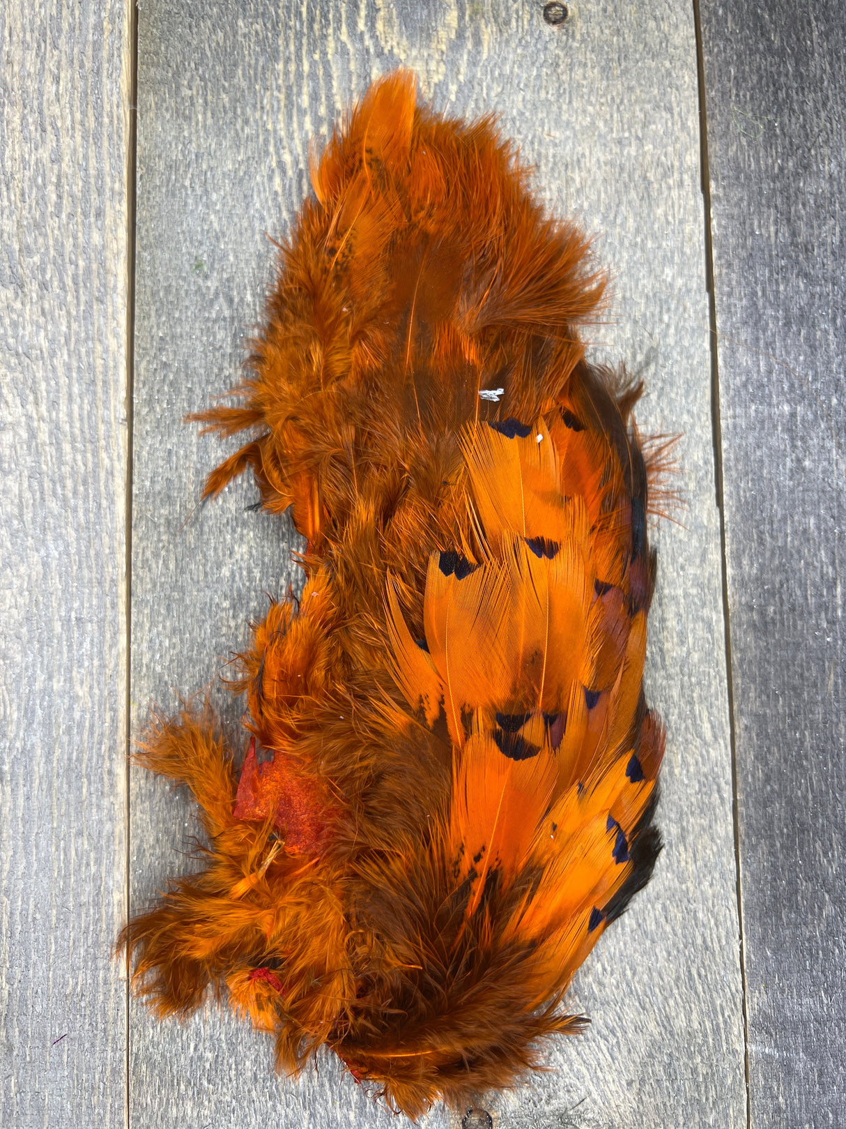 Fish Hunter Pheasabou Flanks Orange