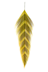 Galloup's Fish Feathers - Arrowhead Olive/Brown Saddle Hackle, Hen Hackle, Asst. Feathers