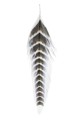 Galloup's Fish Feathers - Grizzled Brown/Black Saddle Hackle, Hen Hackle, Asst. Feathers