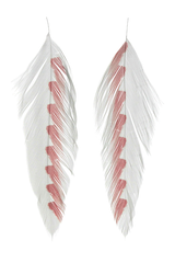 Galloup's Fish Feathers - Shark Fin White/Red Saddle Hackle, Hen Hackle, Asst. Feathers