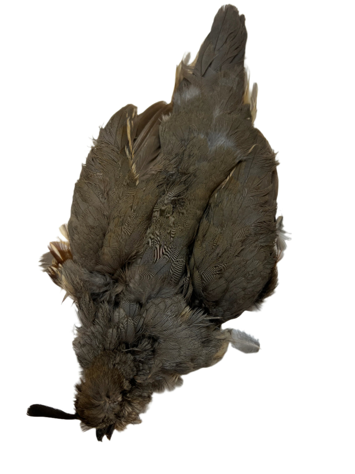 Gambel's Quail Skin Female Saddle Hackle, Hen Hackle, Asst. Feathers