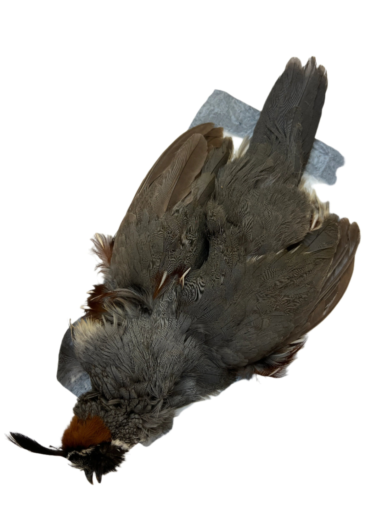 Gambel's Quail Skin Male Saddle Hackle, Hen Hackle, Asst. Feathers