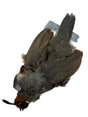 Gambel's Quail Skin Male Saddle Hackle, Hen Hackle, Asst. Feathers