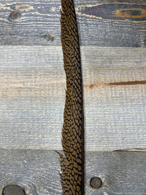 Golden Pheasant Tail Feather Pheasant Feathers