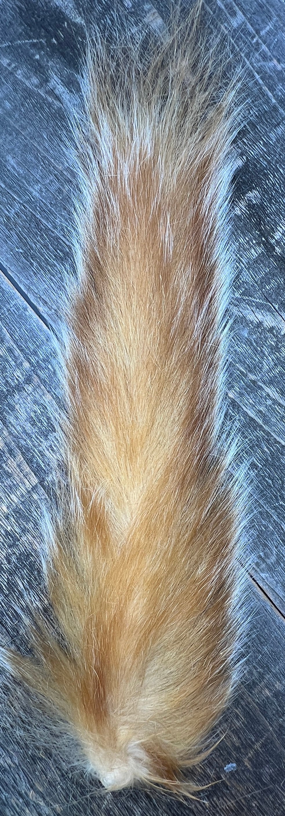 Grey Squirrel Tail Bleached Ginger Hair, Fur