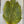 Guinea Fowl Skin Chartreuse Saddle Hackle, Hen Hackle, Asst. Feathers