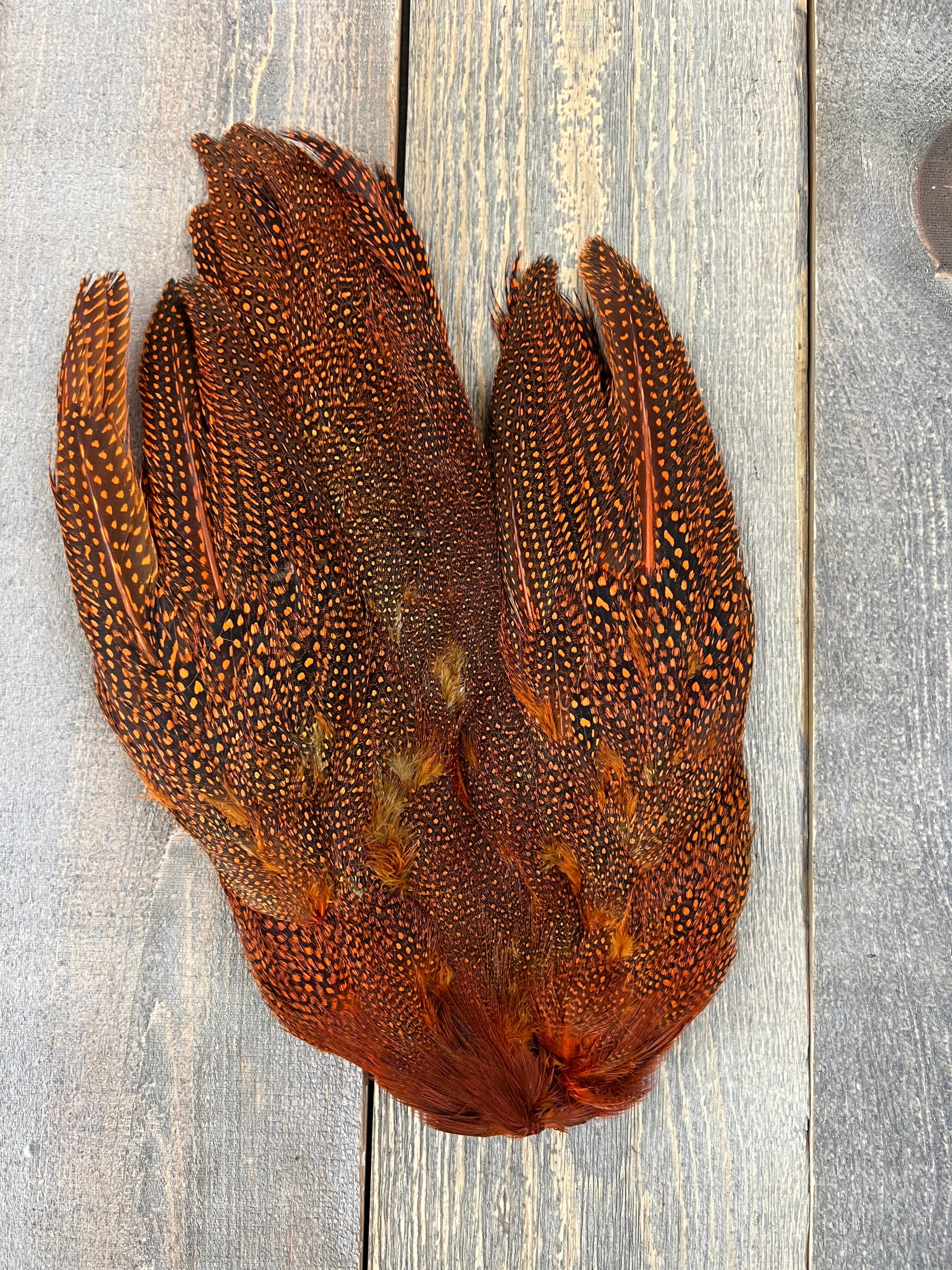 Guinea Fowl Skin Orange Saddle Hackle, Hen Hackle, Asst. Feathers