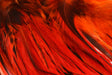 Hareline Badger Saddle Hackle 5-7" Hot Orange #187 Saddle Hackle, Hen Hackle, Asst. Feathers