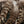 Hareline Barred Variant Schlappen 5-7" Natural #242 Saddle Hackle, Hen Hackle, Asst. Feathers