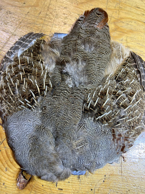 Hungarian Partridge Skin Complete Select Partridge Feathers