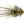 Krueger's Mardi-Craw Tan / 4 Streamers