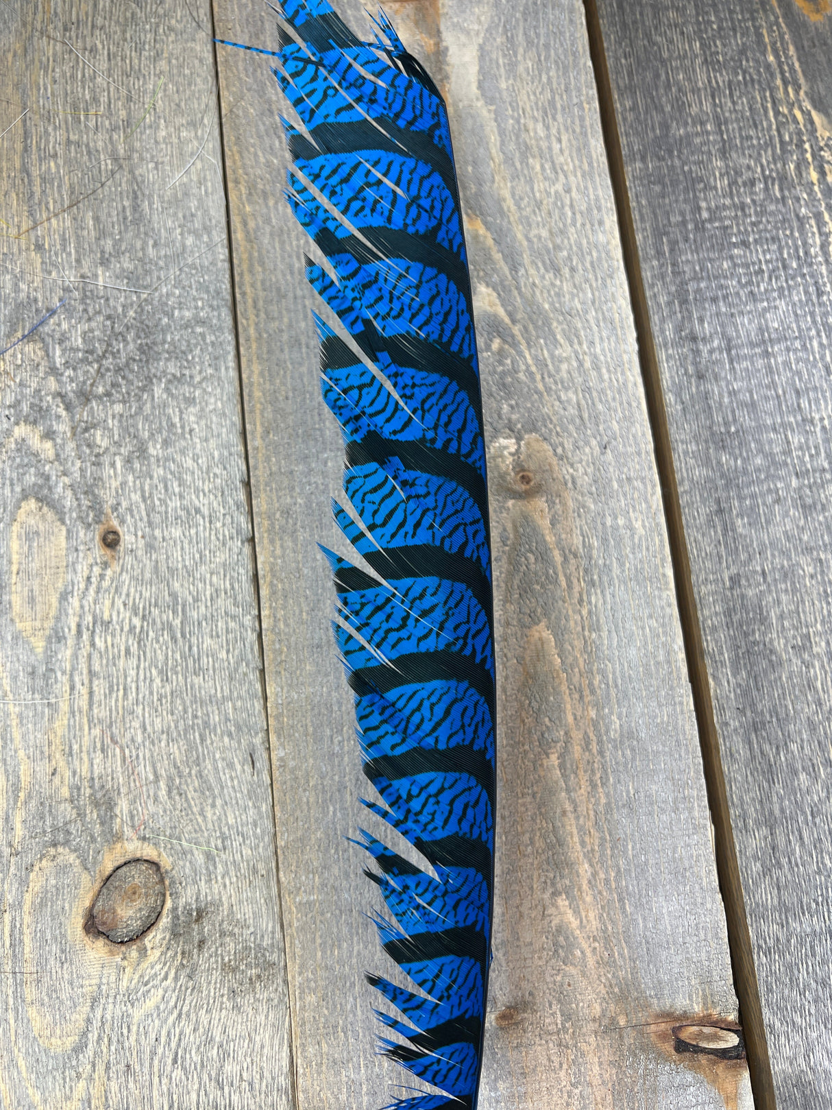 Lady Amherst Center Tail Halfs Blue Pheasant Feathers