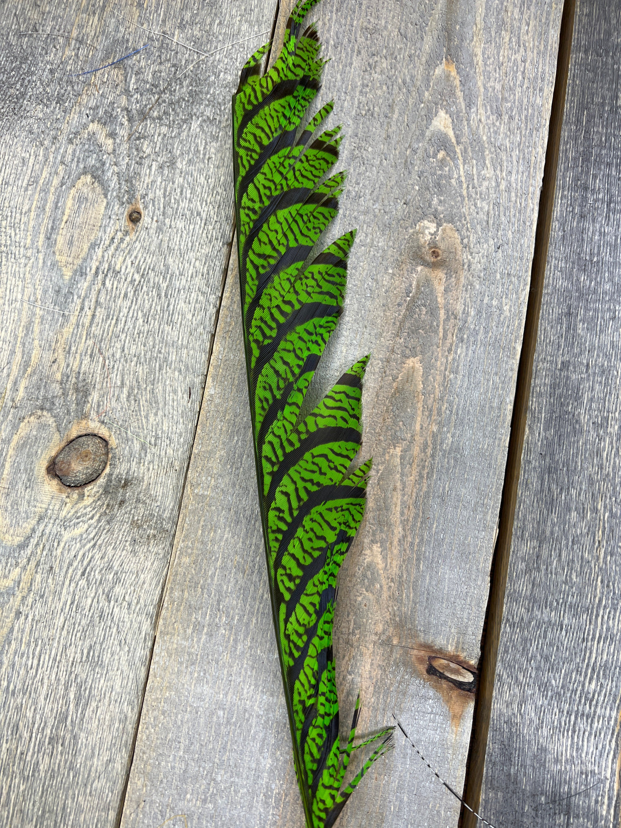 Lady Amherst Center Tail Halfs Lime Pheasant Feathers