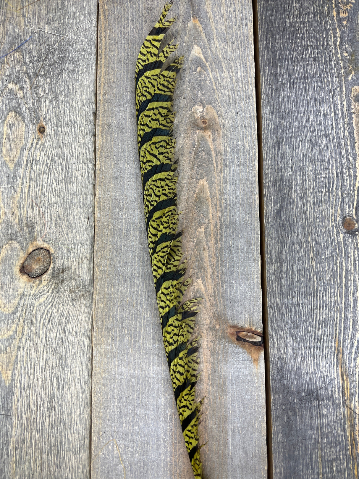 Lady Amherst Center Tail Halfs Olive Pheasant Feathers