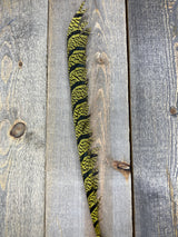 Lady Amherst Center Tail Halfs Olive Pheasant Feathers