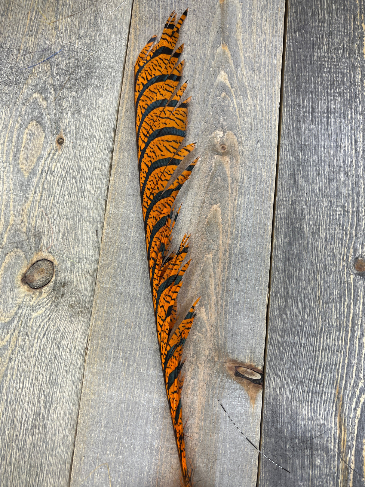 Lady Amherst Center Tail Halfs Orange Pheasant Feathers